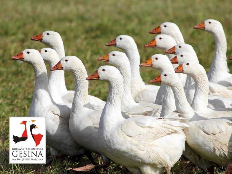 KONKURS!!! "Kujawsko-pomorska gęsina na św. Marcina". Do wygrania 15 gęsich tuszek [FOTO]