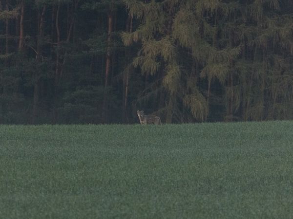 Wilki w Sępólnie Krajeńskim